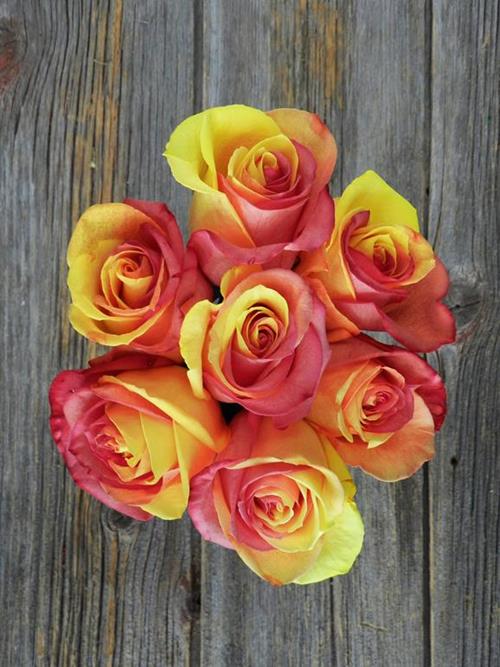 RED & YELLOW   TINTED ROSES